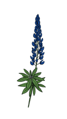 Lupine Flower