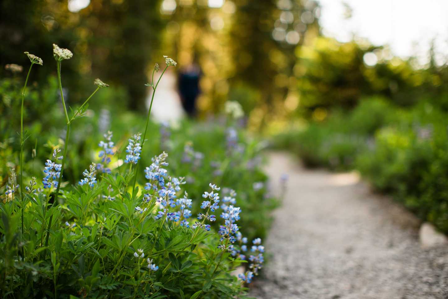 Hurricane Ridge Adventure Wedding Olympic National Park Elopement Photographer 4