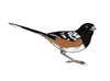 Northwest Towee Illustration