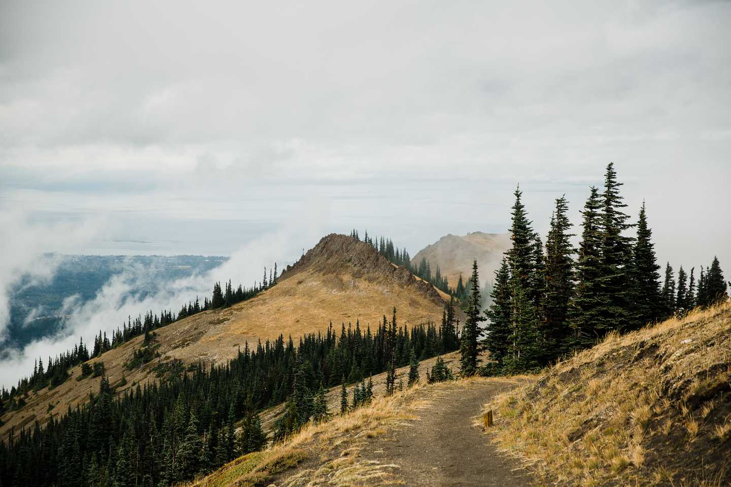 Hurricane Ridge Adventure Wedding Olympic National Park Elopement Photographer 4