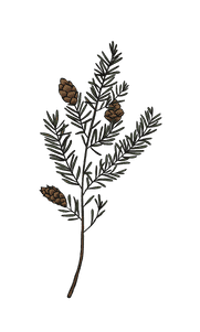 Seattle Pinecone illustration